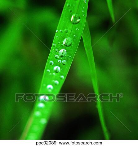 Stock Photo - water drop, spring, plant, dew, dew, nature. Fotosearch