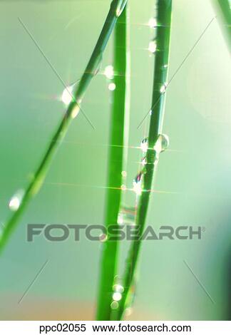 Stock Photography - water drop, spring, plant, dew, dew, nature. Fotosearch