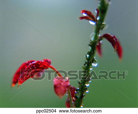 water drop, spring, plant, dew, rosestem, stalk View Large Photo Image Picture - water drop, spring, plant, dew, rosestem, stalk. Fotosearch