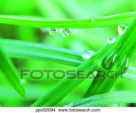 water drop, spring, plant, stem, stalk, dew View Large Photo Image Picture - water drop, spring, plant, stem, stalk, dew. Fotosearch