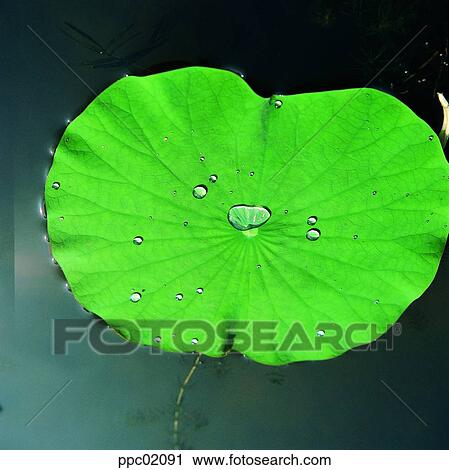 water drop, spring, water lily, pond lily, aquatic plant, plant View Large Photo Image Stock Image - water drop, spring, water lily, pond lily, aquatic plant, plant. Fotosearch