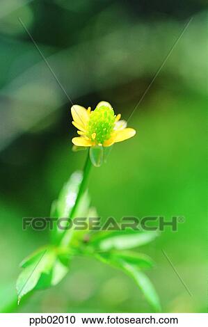 wild flower, flower, field flower, yellow flower, day, Butter Cup, 0031 View Large Photo Image Stock Image - wild flower, flower, field flower, yellow flower, day, Butter Cup, 0031. Fotosearch