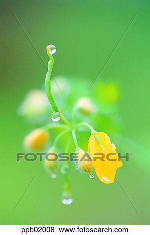 wild flower, flower, field flower, yellow flower, day, water drop, 0029 View Large Photo Image Stock Photo - wild flower, flower, field flower, yellow flower, day, water drop, 0029. Fotosearch