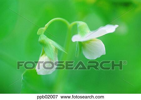 wild flower, flower, field flower, two blossoms, day, spring, 0014 View Large Photo Image Stock Photo - wild flower, flower, field flower, two blossoms, day, spring, 0014. Fotosearch