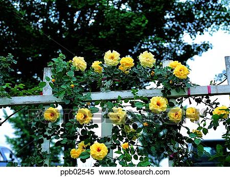 花 木 ツタ 散歩 バラ 黄色は 上がった 生きている事 ストックフォト 写真素材 Ppb Fotosearch