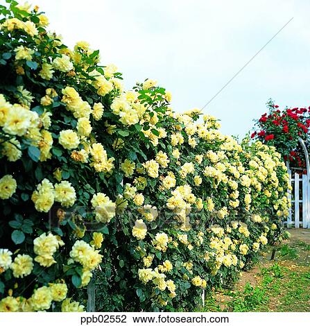 花 木 ツタ 散歩 バラ 黄色は 上がった 赤は 上がった ストックイメージ Ppb Fotosearch