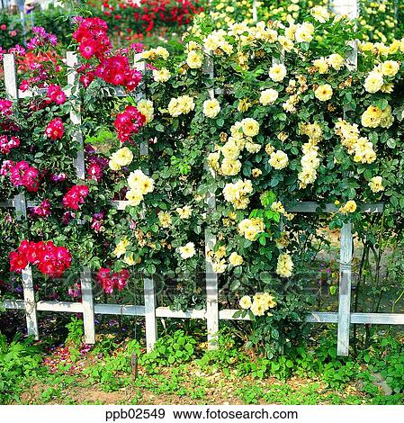 花 木 ツタ 散歩 バラ 黄色は 上がった 赤は 上がった 写真館 イメージ館 Ppb Fotosearch