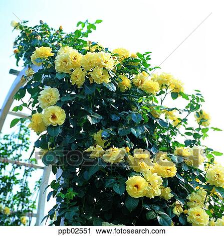 Fleur Arbre Lierre Grimpant Rose Rose Jaune Chose Vivante Banque Dimage