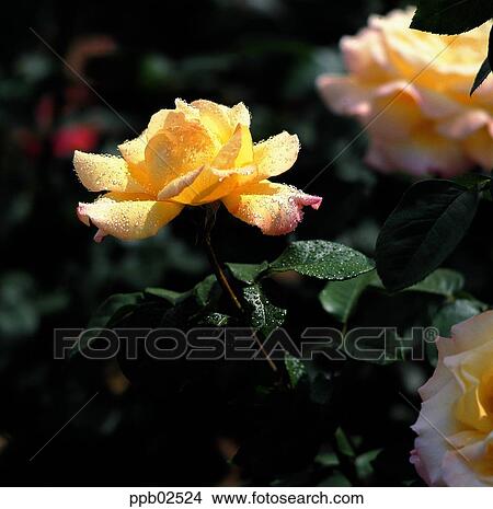 Fleur Fleur Feuille Arbre Rose Jaune Baisse Eau Rose Blanche Image