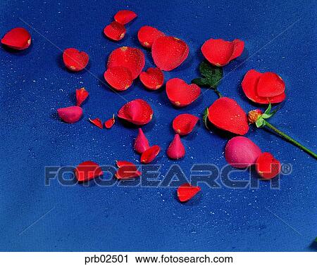 flower, flower leaf, red rose, plant, nature, nature image View Large Photo Image Stock Image - flower, flower leaf, red rose, plant, nature, nature image. Fotosearch