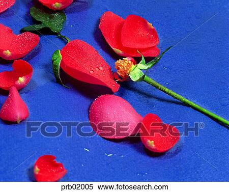Stock Photography - flower, flower leaf, red rose, plant, nature, nature image. Fotosearch