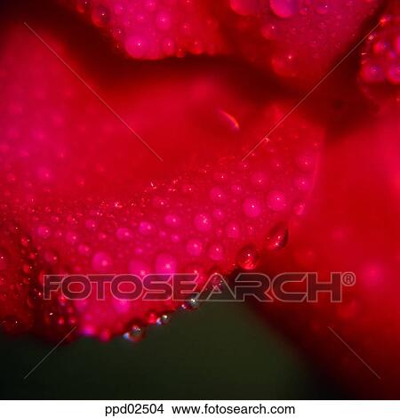 Picture - flower, flower leaf, tree, water drop, red rose, living thing. Fotosearch