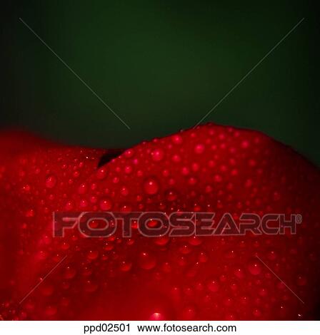 flower, flower leaf, tree, water drop, red rose, living thing View Large Photo Image Stock Image - flower, flower leaf, tree, water drop, red rose, living thing. Fotosearch