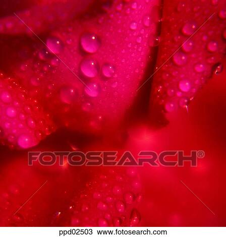 flower, flower leaf, tree, water drop, red rose, living thing View Large Photo Image Stock Image - flower, flower leaf, tree, water drop, red rose, living thing. Fotosearch