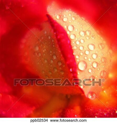 flower, flower leaf, tree, yellow rose, water drop, red rose View Large Photo Image Picture - flower, flower leaf, tree, yellow rose, water drop, red rose. Fotosearch