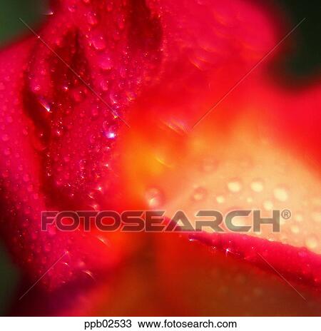 flower, flower leaf, tree, yellow rose, water drop, red rose View Large Photo Image Stock Image - flower, flower leaf, tree, yellow rose, water drop, red rose. Fotosearch