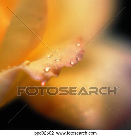 flower, flower leaf, tree, yellow rose, water drop, living thing View Large Photo Image Stock Image - flower, flower leaf, tree, yellow rose, water drop, living thing. Fotosearch