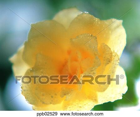 flower, flower leaf, tree, yellow rose, water drop, white rose View Large Photo Image Stock Photo - flower, flower leaf, tree, yellow rose, water drop, white rose. Fotosearch
