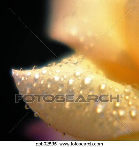 Stock Photography - flower, flower leaf, tree, yellow rose, water drop, white rose. Fotosearch