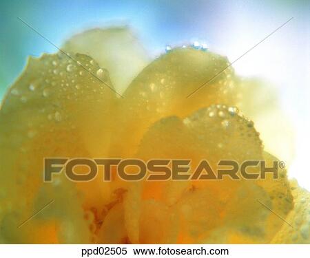 flower, flower leaf, tree, yellow rose, water drop, plant View Large Photo Image Stock Photography - flower, flower leaf, tree, yellow rose, water drop, plant. Fotosearch