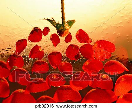 Stock Photograph - flower, flower leaf, water, red rose, leaf. Fotosearch