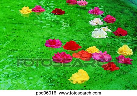 Stock Photograph - flower, flower leaf, water, water image, red rose, outdoor. Fotosearch