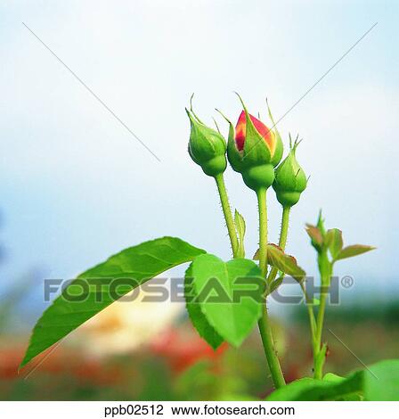 flower, flower top, flower peak, plant, nature, rose View Large Photo Image Stock Image - flower, flower top, flower peak, plant, nature, rose. Fotosearch