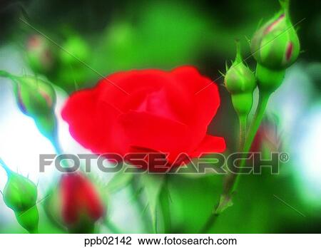 flower, flower top, flower peak, tree, red rose, plant View Large Photo Image Stock Image - flower, flower top, flower peak, tree, red rose, plant. Fotosearch