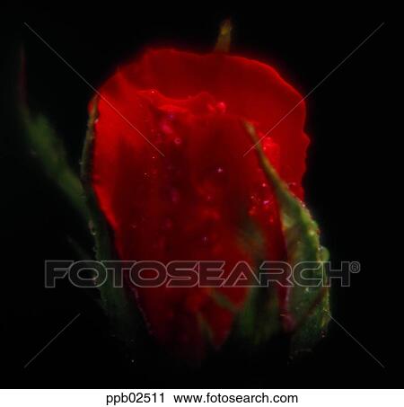 flower, flower top, flower peak, tree, water drop, red rose View Large Photo Image Stock Image - flower, flower top, flower peak, tree, water drop, red rose. Fotosearch
