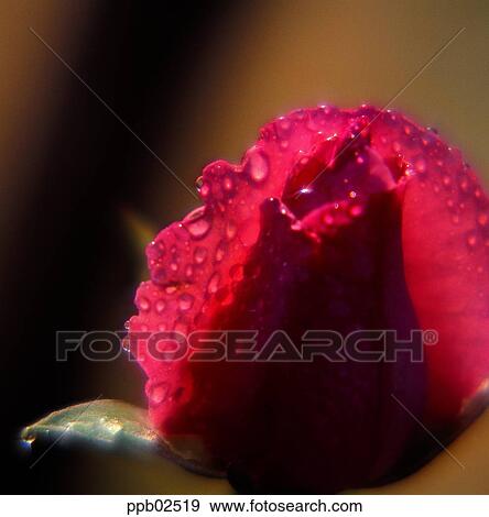 flower, flower top, flower peak, tree, water drop, red rose View Large Photo Image Stock Photo - flower, flower top, flower peak, tree, water drop, red rose. Fotosearch