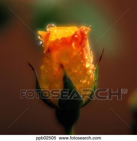 flower, flower top, flower peak, tree, yellow rose, water drop View Large Photo Image Stock Photography - flower, flower top, flower peak, tree, yellow rose, water drop. Fotosearch
