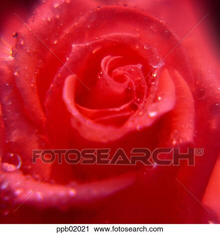 flower, plant, nature, rose, rose, closeup View Large Photo Image Stock Image - flower, plant, nature, rose, rose, closeup. Fotosearch