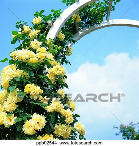 flower, tree, ivy, rambling rose, yellow rose, living thing View Large Photo Image Picture - flower, tree, ivy, rambling rose, yellow rose, living thing. Fotosearch