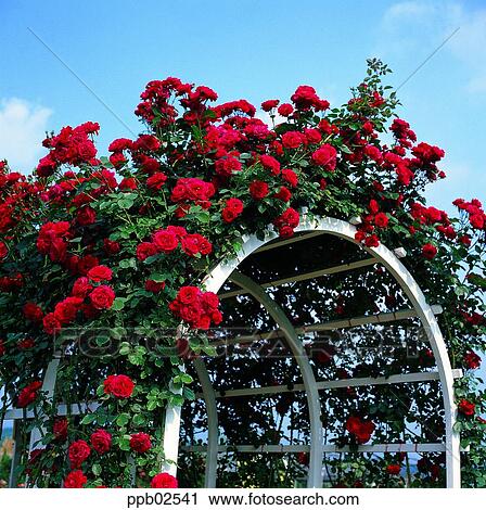 flower, tree, ivy, rambling rose, red rose, living thing View Large Photo Image Stock Image - flower, tree, ivy, rambling rose, red rose, living thing. Fotosearch