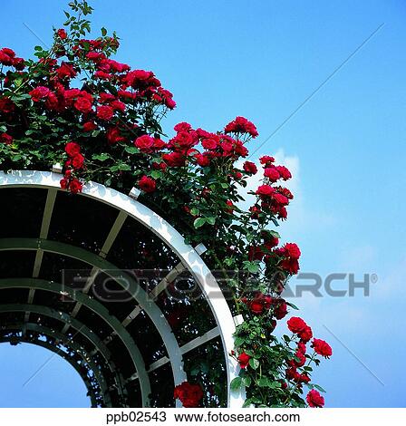 flower, tree, ivy, rambling rose, red rose, living thing View Large Photo Image Stock Image - flower, tree, ivy, rambling rose, red rose, living thing. Fotosearch