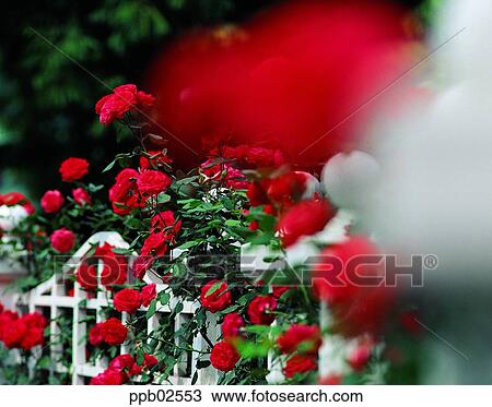 flower, tree, ivy, rambling rose, red rose, living thing View Large Photo Image Stock Image - flower, tree, ivy, rambling rose, red rose, living thing. Fotosearch