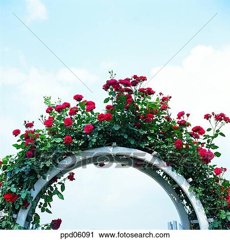 flower, tree, ivy, rambling rose, red rose, living thing View Large Photo Image Stock Image - flower, tree, ivy, rambling rose, red rose, living thing. Fotosearch
