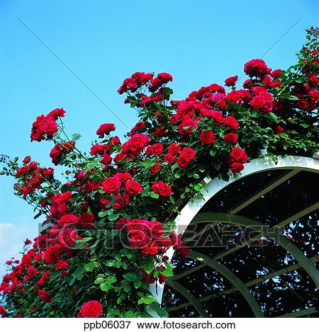 Stock Photo - flower, tree, ivy, rambling rose, red rose, living thing. Fotosearch