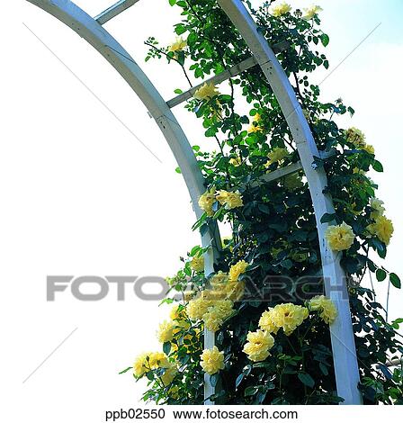 Stock Image - flower, tree, ivy, rambling rose, yellow rose, living thing. Fotosearch
