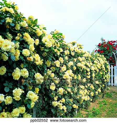 flower, tree, ivy, rambling rose, yellow rose, red rose View Large Photo Image Stock Image - flower, tree, ivy, rambling rose, yellow rose, red rose. Fotosearch