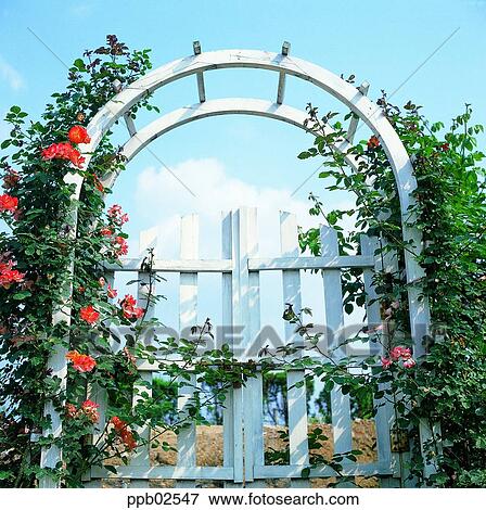flower, tree, ivy, rambling rose, living thing, plant View Large Photo Image Stock Photo - flower, tree, ivy, rambling rose, living thing, plant. Fotosearch