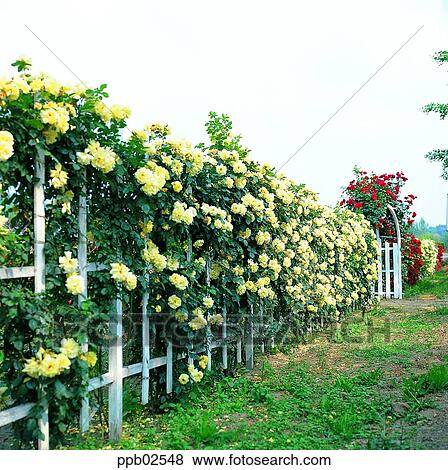 flower, tree, ivy, rambling rose, yellow rose, red rose View Large Photo Image Stock Photo - flower, tree, ivy, rambling rose, yellow rose, red rose. Fotosearch