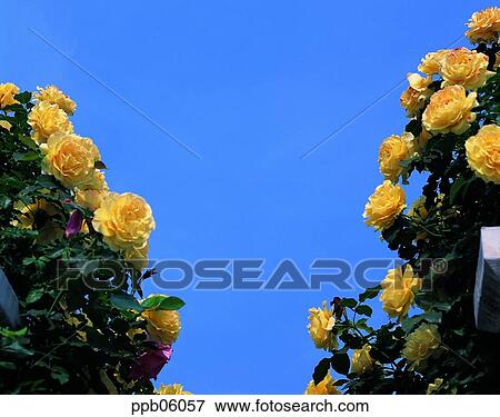 flower, tree, ivy, rambling rose, living thing, plant View Large Photo Image Stock Photo - flower, tree, ivy, rambling rose, living thing, plant. Fotosearch
