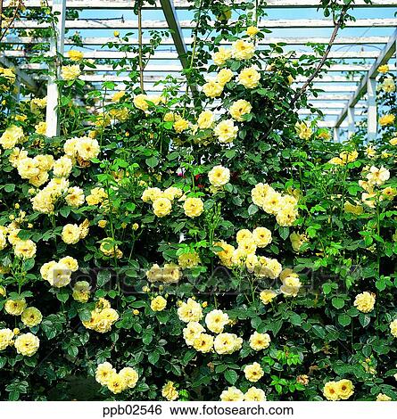 flower, tree, ivy, rambling rose, yellow rose, living thing View Large Photo Image Stock Photograph - flower, tree, ivy, rambling rose, yellow rose, living thing. Fotosearch