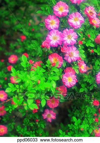 flower, tree, living thing, plant, outdoor, exterior View Large Photo Image Stock Image - flower, tree, living thing, plant, outdoor, exterior. Fotosearch