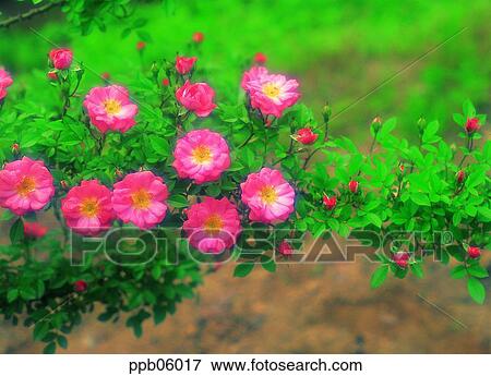 flower, tree, living thing, plant, outdoor, exterior View Large Photo Image Stock Photo - flower, tree, living thing, plant, outdoor, exterior. Fotosearch