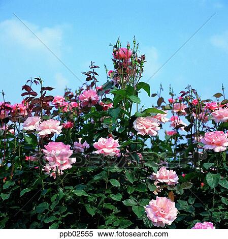 flower, tree, living thing, plant, outdoor, exterior View Large Photo Image Stock Photography - flower, tree, living thing, plant, outdoor, exterior. Fotosearch