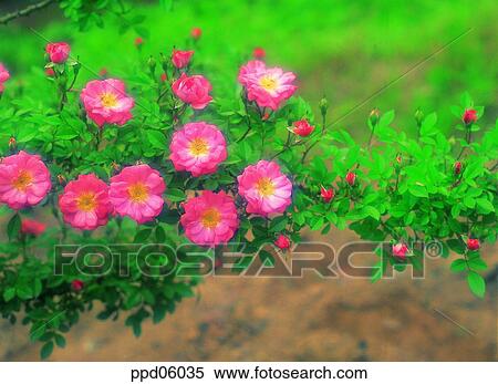 flower, tree, living thing, plant, outdoor, exterior View Large Photo Image Stock Photography - flower, tree, living thing, plant, outdoor, exterior. Fotosearch