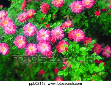 Stock Image - flower, tree, plant, some blossoms, several blossoms, nature. Fotosearch