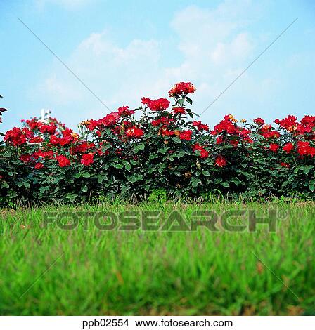 Picture - flower, tree, red rose, living thing, plant, outdoor. Fotosearch